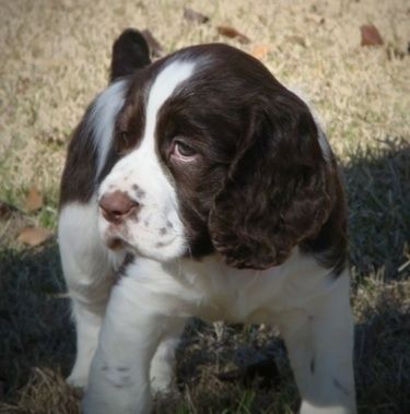 Close Up - Winston de bruine en witte Engelse Springer Spaniel puppy zit op een tapijt en kijkt omhoog en naar links
