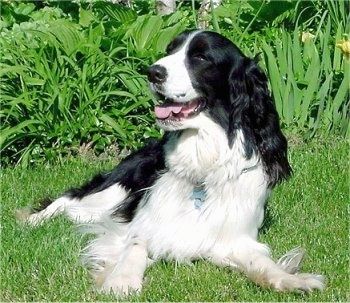 En svartvitt vågbelagd hund med långa öron, en svart näsa, mörka ögon och fläckar på benen som sitter utanför med huvudet vänt åt höger men ögonen tittar på kameran.