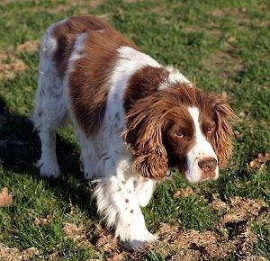 Merlina the brown and white English Springer Spaniel is standing and looking for a 출입구. 뒤에 분홍색 컵이 있어요