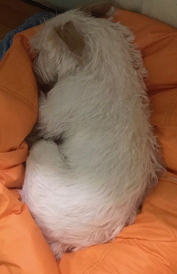 Мали бели пас танких ушију склупчан на наранџастој столици у врећи од пасуља
