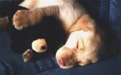 एक पीला लैब्राडोर रिट्रीवर पिल्ला एक सोफे पर सो रहा है और उसके पास एक भरवां भालू के ऊपर उसके पंजे हैं।