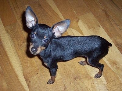 Vedere din partea de sus, privind în jos la câine - Un negru cu bronz Prazsky Krysarik stă pe o podea din lemn de esență tare și privește în sus. Are o coadă andocată, o haină scurtă și urechi mari.