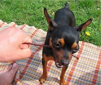 En svart med solbrun Prazsky Krysarik-hund står på et piknikteppe og har en pinne i munnen som en person holder. Øyekontaktene buler ut av det lille hodet.