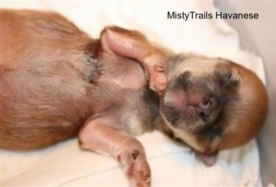 Close Up - Preemie Pup na nagiging malusog