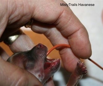 Nærbilde - Preemie valp mates gjennom et rør
