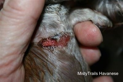 Cicatriz de cachorro prematuro