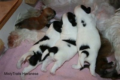 Preemie puppy nursing kasama ang mga littermate