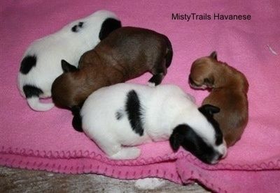 Недоношенный и трое других щенков лежат на одеяле