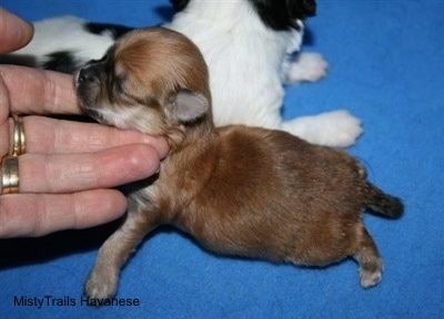 Close Up - Filhote de cachorro prematuro com um filhote atrás dele