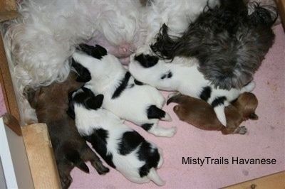 Filhote de cachorro prematuro com irmãos da mesma ninhada e a mãe