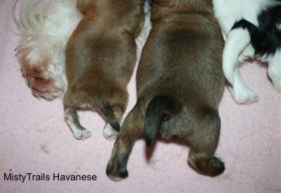 Ang preemie puppy at littermates ay nagtatapos at mga buntot