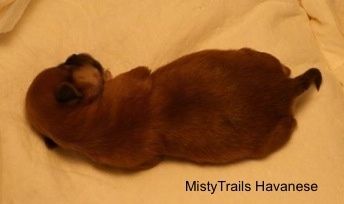 En liten korthåret brun med svart valp som legger seg på et hvitt teppe.