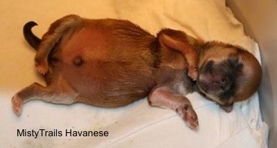 Izbliza - štene Preemie spava na leđima u inkubatoru