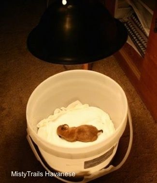 Štene Preemie u svom inkubatoru