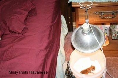 Frühgeborener Welpe in einem Inkubator neben einem Bett