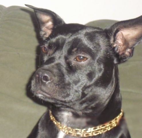 Pööratud kõrvaga läikiv must, pruunide silmadega koer, kelle pea on pööratud vasakule. Sellel on kuldkettarihm peal.