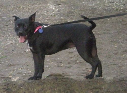 Külgvaade - paks lihaseline must ja valge koerakamakas, mis seisab väljas ja näib rõõmus, keel näitab ja pea kaamera poole pööratud. Koeral on kõrvad, et ta saaks liikuda rooskõrva asendisse.