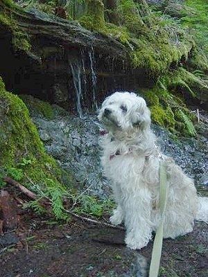 Kairi Whoodle šuns pusė, kuri žiūri aukštyn ir į kairę. Jis sėdi ant purvo paviršiaus miškingoje vietovėje, už kurio patenka vanduo.