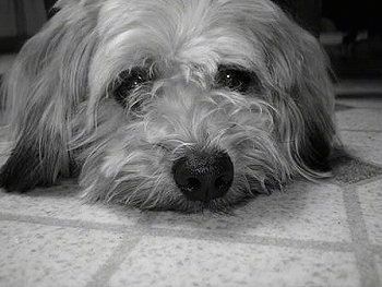 Close up - uma foto em preto e branco de um cachorro Whoodle deitado em um chão de ladrilhos. Tem orelhas compridas que caem para os lados que tocam o chão e um grande nariz preto.