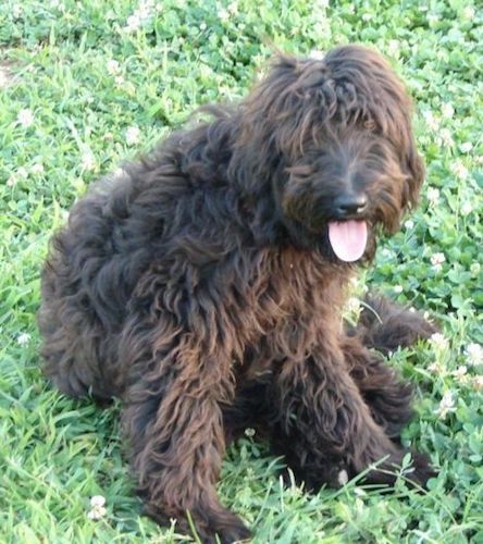 Rudas banguotas dengtas Whoodle šuo sėdi žolėje ir laukia. Jos burna atvira, o liežuvis kabo. Jis turi didelę juodą nosį.