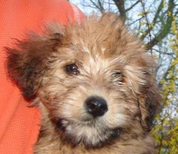 Close-up head shot - um cão peludo marrom ondulado fofo e bronzeado com um nariz preto e olhos castanhos. Tem pelos mais escuros nas orelhas do que na cabeça e uma coloração quase preta mais escura no queixo.