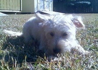 Um cão Whoodle branco com pelo ondulado em miniatura está deitado do lado de fora na grama e está olhando para frente.