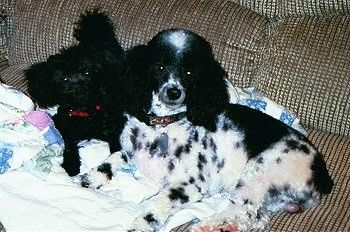 Venstre side af en hvid og sort Yorkipoo og til venstre for den er en mindre sort Yorkipoo hund. De lægger et tæppe og kigger op.