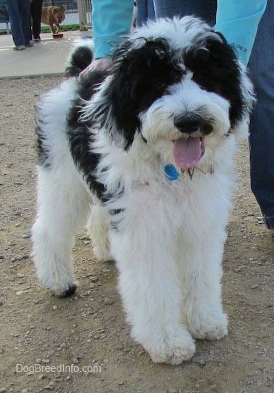Um cachorro Yorkipoo alto, de pêlo grosso, branco e preto em pé sobre uma superfície de terra, está olhando para frente e está ofegante.