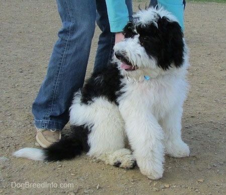 Pehmeän näköinen, paksu päällystetty lika istuvan valkoisen ja mustan Yorkipoo-koiran etuosa on huohottavaa ja katselee vasemmalle. Sen takana seisoo henkilö, joka koskettaa sen sivuja.