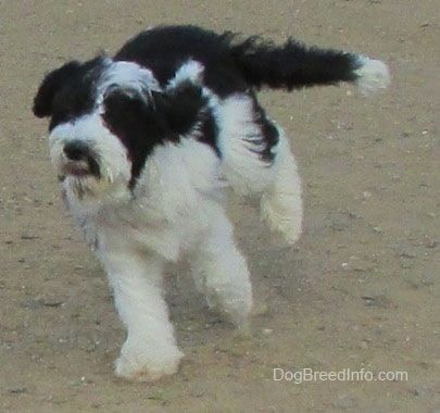 Cảnh quay hành động - Một con chó Yorkipoo màu trắng và đen chạy trên bề mặt đất. Đôi tai cụp lại và chiếc đuôi dài bay về phía sau.