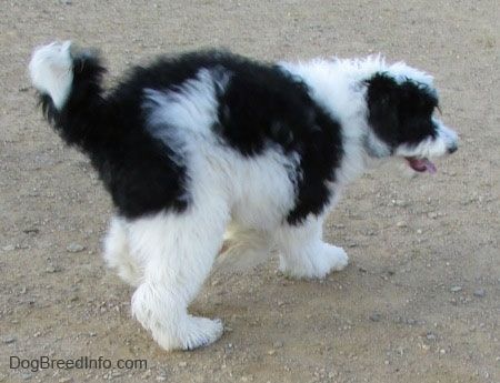 Achteraanzicht van een dikharige zwart-witte grote hond met een dikke vacht en een lange staart die in vuil loopt.