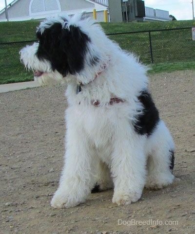 Didelio balto ir juodo Yorkipoo šuns priekinė pusė, stovinti ant purvo paviršiaus, žiūrinti į kairę.