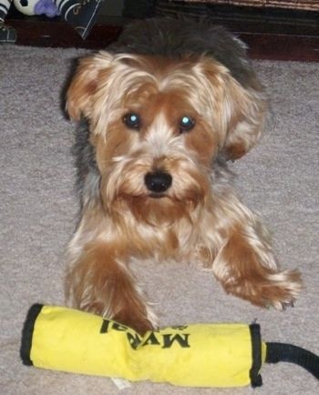 Меко изглеждащо, черно с кафяво кученце Yorkipoo лежи върху мокет, с лапа в жълта вакуумна играчка и гледа напред.