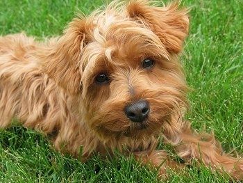 Cận cảnh - Phần bên phải của con chó Yorkipoo màu nâu đỏ vàng, lông trung bình, được tráng dày, nằm trên mặt cỏ và đầu nghiêng về bên trái. Con chó có một chiếc mũi đen và đôi mắt màu nâu hình quả hạnh. Nó có đôi tai nhỏ gập về phía trước.