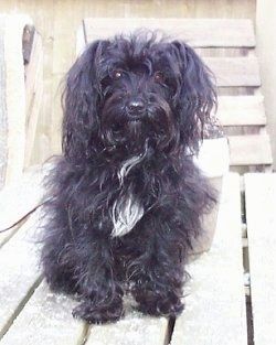 Egy hosszúszőrű, fekete, fehér Yorkipoo kutya ül egy fa tornácon, és várja. Fülei oldalra lógnak, hosszú fekete hajjal, fekete orral és kerek, sötét szemekkel.