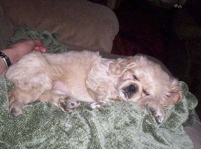 ลูกสุนัขพันธุ์ Cockinese สีน้ำตาลนอนอยู่บนผ้าห่มสีเขียวบนโซฟาโดยมีคนสวมนาฬิกาแตะเธอ