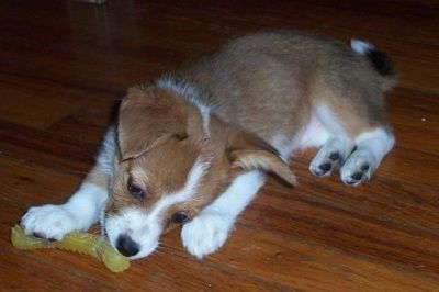 Chú chó con Jody the Corillon đang nằm trên sàn gỗ cứng và nhai đồ chơi mọc răng bằng thạch màu vàng