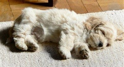 Một con chó con Shih Apso rám nắng có bộ lông màu trắng phủ gợn sóng đang ngủ nghiêng trên thảm. Nó có một cái mũi đen.
