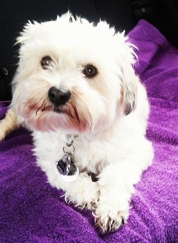 Widok z przodu - Futrzasty, biały z czarnym Shih-Apso leży na fioletowym ręczniku, patrząc w górę iw lewo. Pies ma duże okrągłe, brązowe oczy.