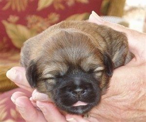 Cận cảnh phía trước - Một con chó con Shih Apso màu nâu non với màu đen đang nằm trên tay một người. Miệng của nó mở ra và lưỡi của nó đang ở ngoài.