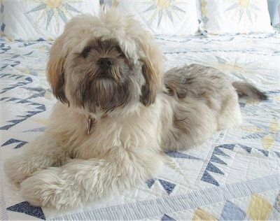 En tyk, blød, langcoat, brunbrun med sort og brun Shih Apso ligger over en seng, og den ser frem. Hunden har en lysere krop og et mørkt ansigt og ørespidser med noget sort på ryggen.