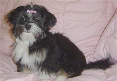 El costat esquerre d’un gos Shih Apso de color negre de pèl llarg amb blanc i marró marró que té una cinta rosa als cabells. Està mirant cap endavant.