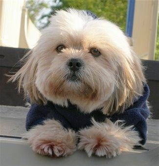 Nahaufnahme von vorne - Ein langer, dick beschichteter, brauner Hund mit weißem Shih Apso trägt eine blaue Jacke, die nach vorne schaut, und liegt draußen auf einer Holzstufe. Der Hund hat große, runde, braune Augen und eine schwarze Nase.