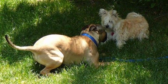 Anjing tan berambut panjang dengan telinga tusuk yang panjangnya tergantung dari mereka bermain dengan anjing Boxer berwarna hitam dan hitam di rumput