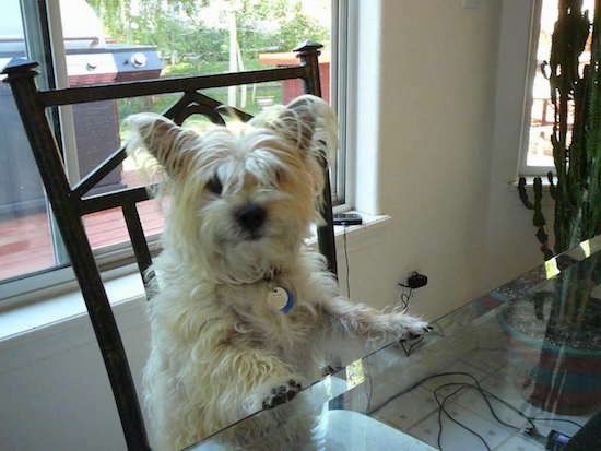 Väike kortsukas pikakarvaline tan-terjer koer, kelle esikäpad on maja toolil istudes köögilaua peal