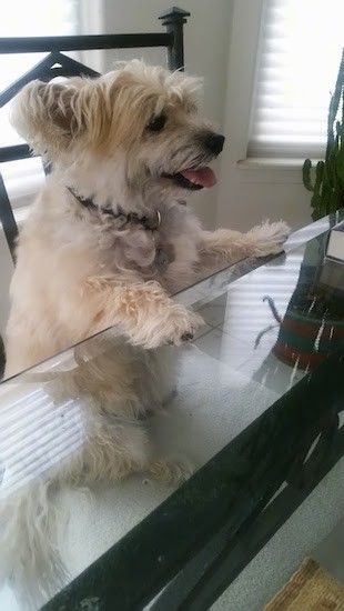 Väike, kohev, pikemate juustega karvane kollakaspruun koer, istub söögitoa laua taga, käpad klaasist lauaplaadil