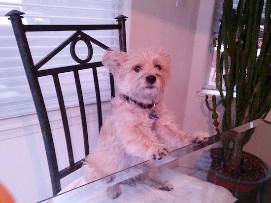 Seekor anjing kecil yang kelihatan lembut duduk di kerusi logam dengan kaki depannya di atas meja kaca dengan tanaman rumah di sebelahnya
