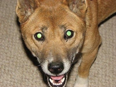 Lähedalt ülalt tulistatud peapilt, vaadates koera alla - õnneliku välimusega pruun, must-valge Uus-Guinea laulukoer seisab vaibal ja vaatab üles. Selle suu on lahti. Koer