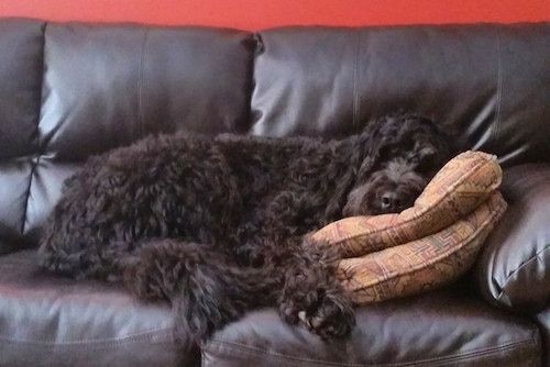 En bølget, sort, langhåret Newfypoo-hund sover på en sort lædersofa med hovedet oven på to puder.