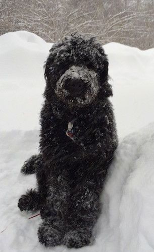 Vue de face - Un Newfypoo aux cheveux longs noir est assis dans la neige profonde et il est recouvert de neige.